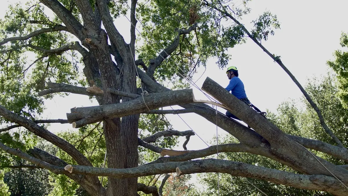 Professional Hazardous Tree Removal performed by certified arborists in Muenster